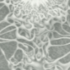 section of a graphite based artwork on hot pressed Arches watercolour paper linking to larger version about models of congnition