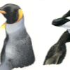 section of a gouache painting of penguins linking to a larger version