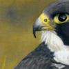 section of painting of peregrin falcon linking a larger version