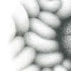 section of a pencil drawing on circular laboratory filter paper